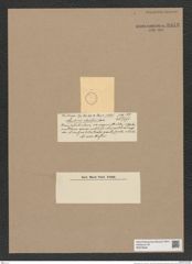 Coscinodiscus sp. (de-Toni-Nr.: Genus 202) Zeichnungen Sammlung Grunow Nr. 8943 (NHMW-BOT-W0378626)